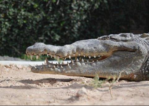 Sequestrador  usa jacaré para ameaçar vítima e pedir dinheiro de resgate