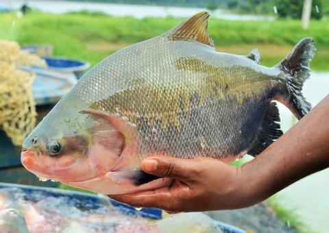 Manaus recebe cientistas internacionais para debater reprodução de peixes
