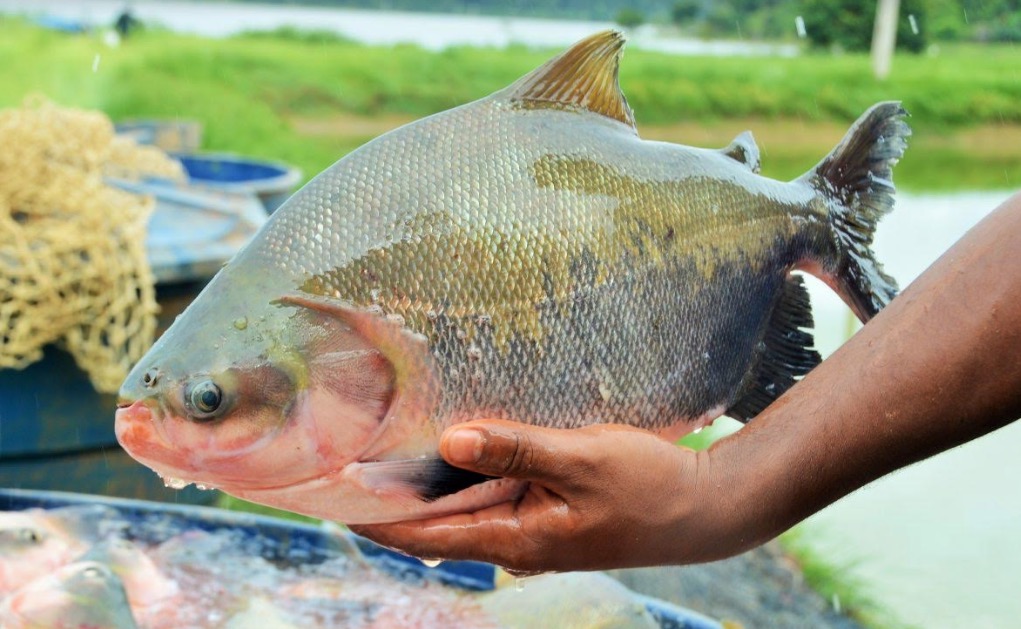 Manaus recebe cientistas internacionais para debater reprodução de peixes