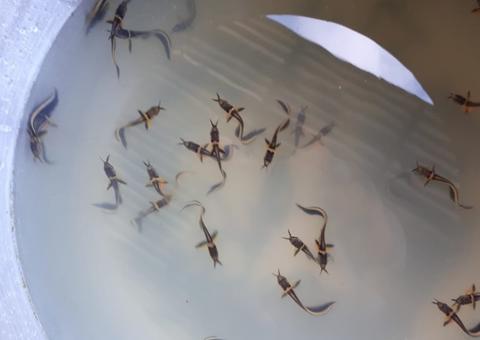 Polícia Federal apreende mais de 200 alevinos em lanchas no Amazonas 