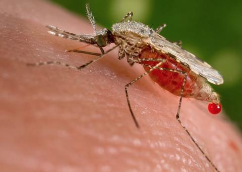 Governo consegue aumento de até 50% em verbas para combate à malária no Amazonas