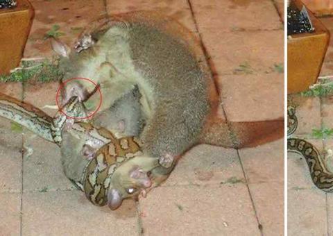 Gambá tenta salvar filhote do ataque de cobra e emociona internautas