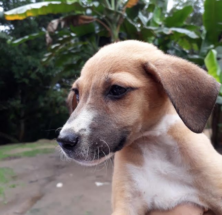 Feira de adoção de animais movimenta shopping de Manaus