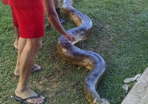 Moradores encontram sucuri gigante de quase 7 metros à beira de igarapé 