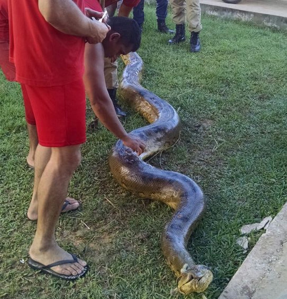 Moradores encontram sucuri gigante de quase 7 metros à beira de igarapé 