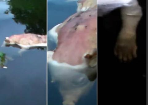Criatura com 'cabeça de porco e mãos humanas' intriga internautas