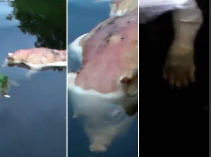 Criatura com 'cabeça de porco e mãos humanas' intriga internautas