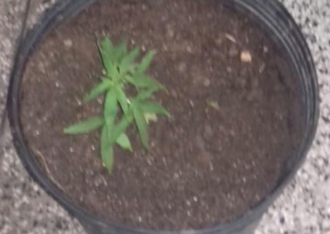 Homem chama polícia por incêndio em apartamento e acaba detido por cultivar maconha em Manaus