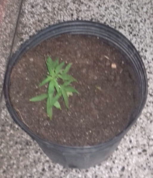 Homem chama polícia por incêndio em apartamento e acaba detido por cultivar maconha em Manaus