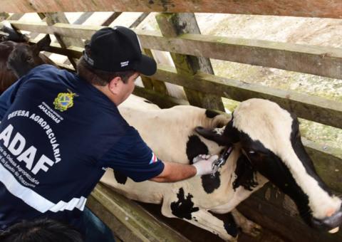 Campanha 'Amazonas sem Febre Aftosa' é prorrogada até o dia 15 de junho