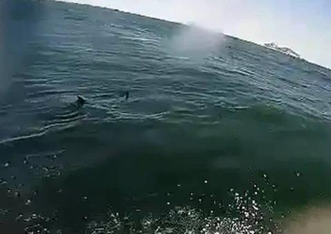 Tubarão é flagrado em praia famosa do Rio de Janeiro