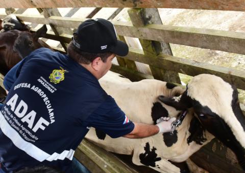 Campanha 'Amazonas sem Febre Aftosa' é prorrogada até o dia 15 de junho