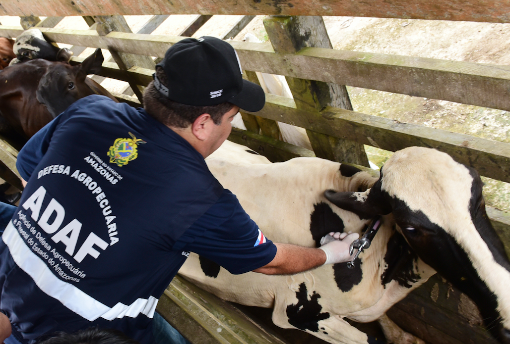 Campanha 'Amazonas sem Febre Aftosa' é prorrogada até o dia 15 de junho