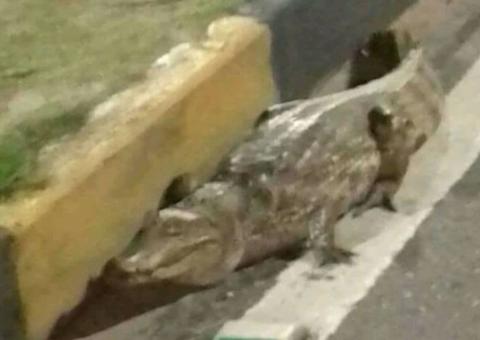 Jacaré de um metro é flagrado andando na Avenida Djalma Batista