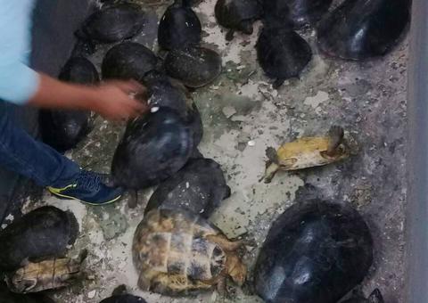 Homem suspeito de comercializar tartarugas em cativeiro é preso no Amazonas            