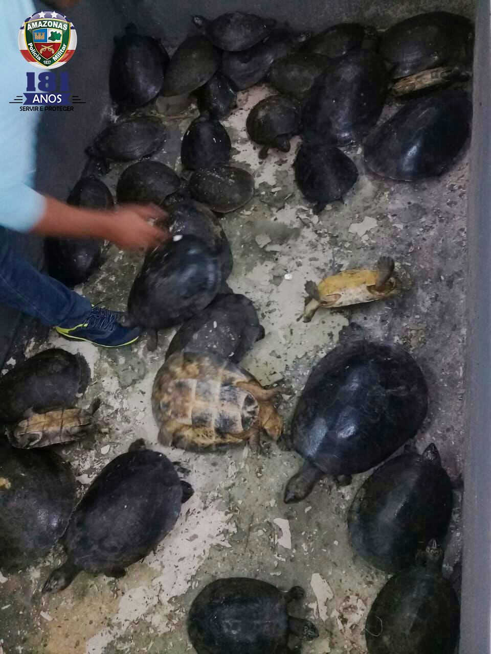 Homem suspeito de comercializar tartarugas em cativeiro é preso no Amazonas            