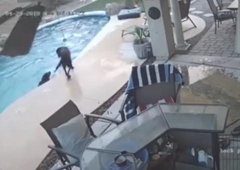 Câmera flagra cachorro salvando outro de afogamento em piscina