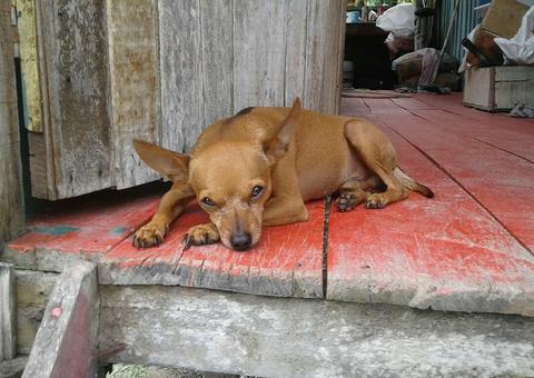 Dono faz apelo e oferece recompensa para encontrar Pinscher roubado em Manaus