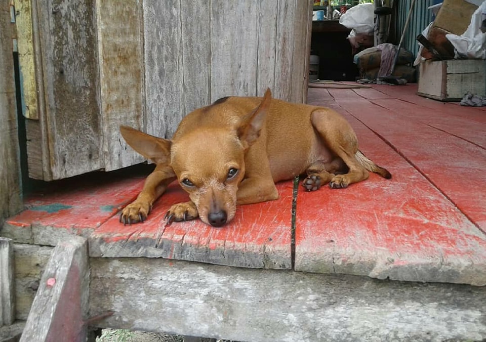 Dono faz apelo e oferece recompensa para encontrar Pinscher roubado em Manaus