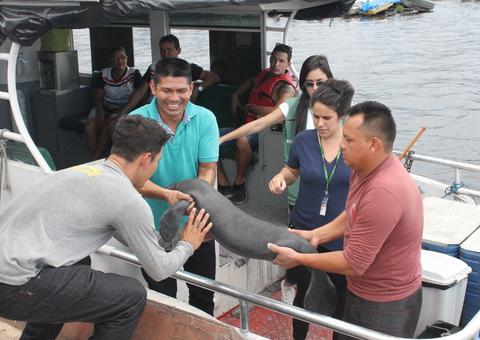 Pescador encontra filhote de peixe-boi ferido em igarapé e decide ajudá-lo no Amazonas