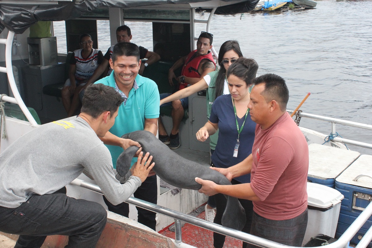 Pescador encontra filhote de peixe-boi ferido em igarapé e decide ajudá-lo no Amazonas