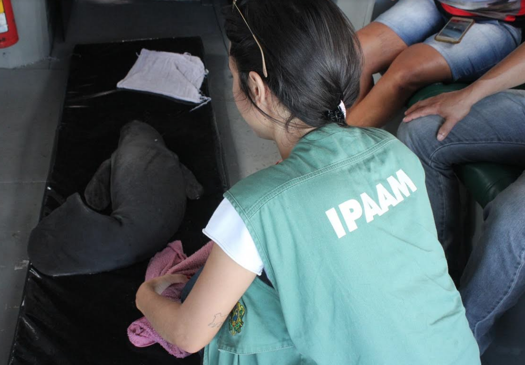 Filhote de peixe-boi ferido é resgatado por pescadores em comunidade no Amazonas