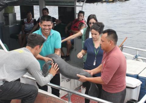 Filhote de peixe-boi ferido é resgatado por pescadores em comunidade no Amazonas