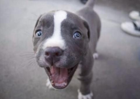 Homem é preso suspeito de tentar vender cachorro roubado de residência em Manaus 