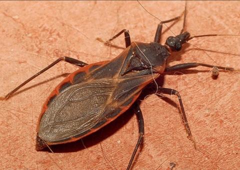 FVS investiga 20 casos suspeitos de doenças de chagas no Amazonas 