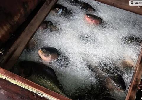 Polícia Federal apreende 11,4 toneladas de pescado ilegal em barco no Amazonas