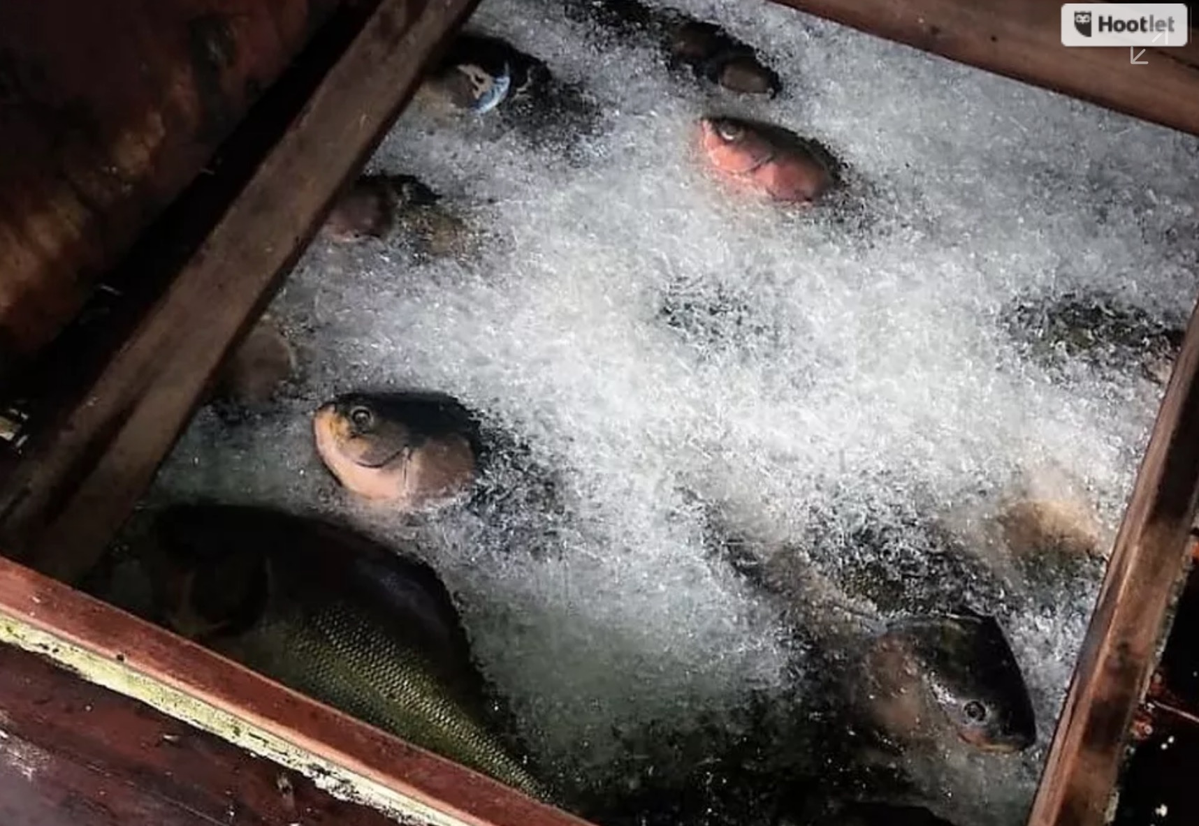 Polícia Federal apreende 11,4 toneladas de pescado ilegal em barco no Amazonas