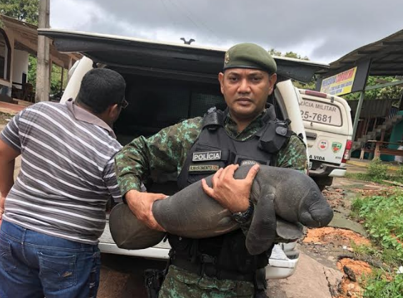 Filhote de peixe-boi é resgatado pelo Batalhão Ambiental em lago no Amazonas