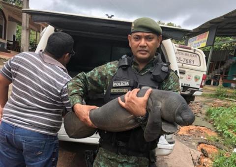 Filhote de peixe-boi é resgatado pelo Batalhão Ambiental em lago no Amazonas