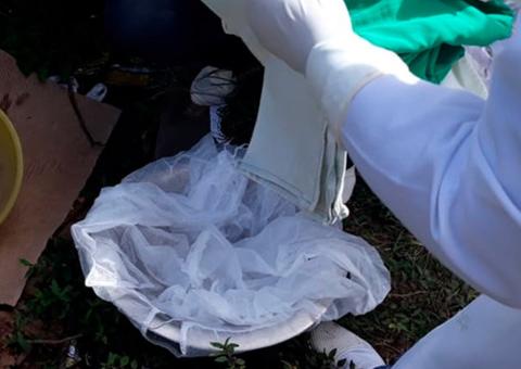 Com parte do corpo devorado por animais, recém-nascido é encontrado morto no Amazonas