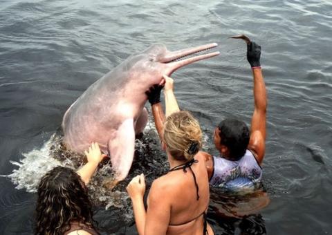 MP quer evitar que turistas tenham contato com animais silvestres no Amazonas