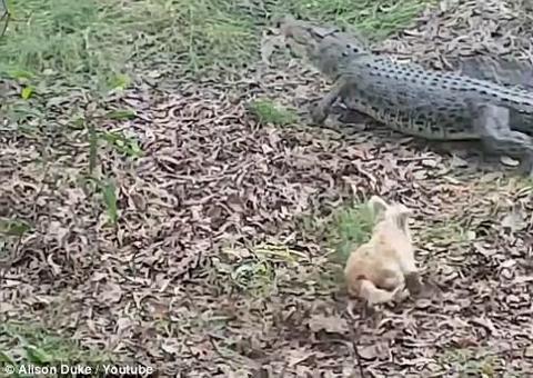 Após anos aguentando latidos, crocodilo se cansa e abocanha cachorro