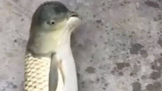 Homem pesca peixe ‘mutante’ com cabeça de pombo e fotos viralizam na internet