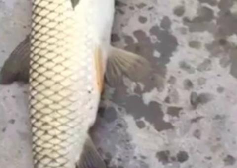  Homem pesca peixe ‘mutante’ com cabeça de pombo e fotos viralizam na internet