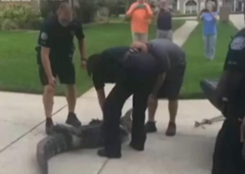 Jacaré deixa policial inconsciente em bairro residencial