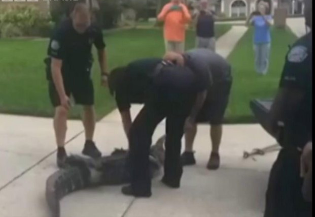 Jacaré deixa policial inconsciente em bairro residencial