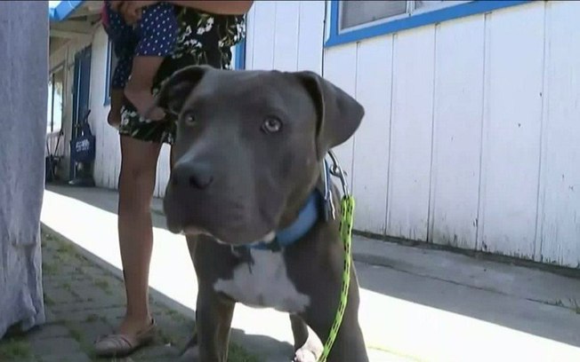 Pit bull alerta família sobre incêndio e salva bebê de sete meses
