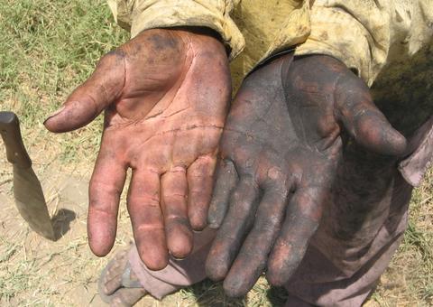 Trabalho escravo: fiscais resgatam grupo que levaria gado a pé por 930km