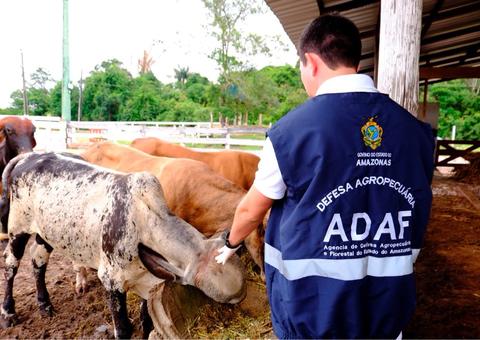 Produtores rurais têm até o fim do mês para vacinar gado contra brucelose no Amazonas