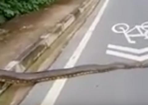 Sucuri de 3 metros é flagrada atravessando avenida e assusta populares em Manaus