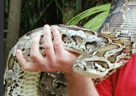 Mulher é devorada por serpente gigante durante trabalho
