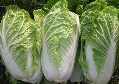  Acelga é um dos legumes mais nutritivos para a saúde. Conheça os benefícios