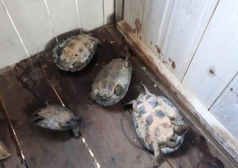 Homem é preso com pescado ilegal e quelônios que seriam vendidos no Amazonas