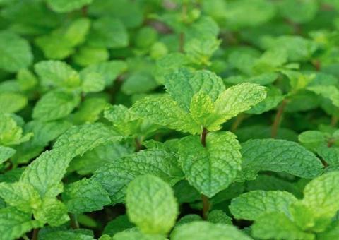 Passar hortelã no cabelo ajuda a combater oleosidade e dar brilho. Saiba como usar