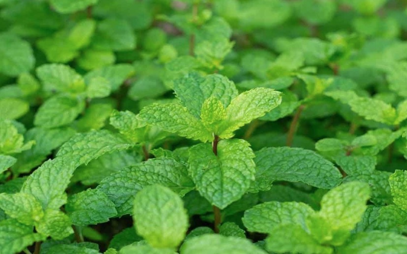 Passar hortelã no cabelo ajuda a combater oleosidade e dar brilho. Saiba como usar