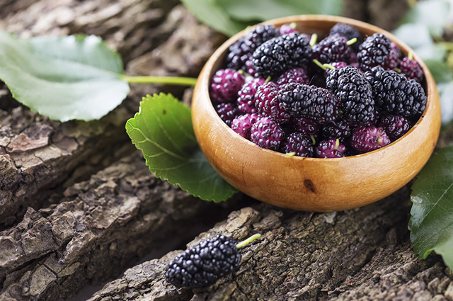 Chá de amora é poderoso aliado da saúde da mulher. Conheça mais benefícios